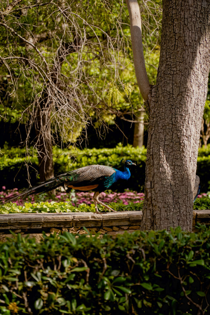 pawie, Ogrody San Anton, Malta