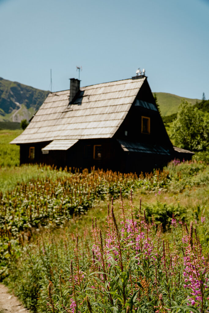 Hala Gąsienicowa, Tatry, kwitnąca wierzbówka 