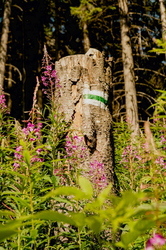 zielony szlak, Tatry, wierzbówka