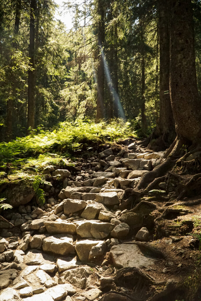 szlak do Doliny Pięciu Stawów, Tatry, las