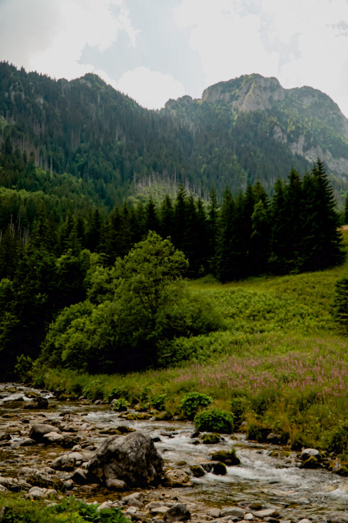 Dolina Kościeliska, górki potok, szlak, Tatry