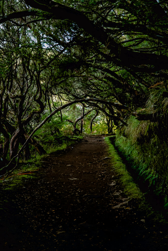 PR 6 Levada das 25 Fontes