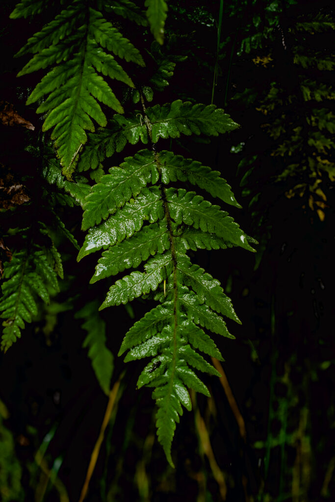 Roślinność Madery