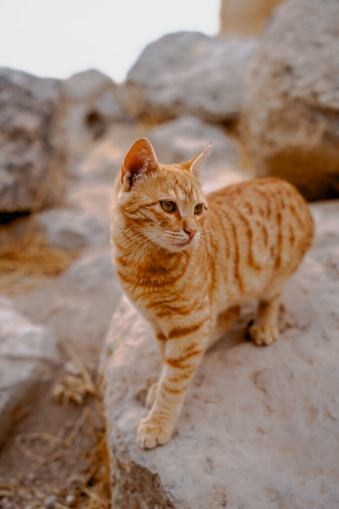 co warto wiedzieć przed wyjazdem do Jordanii